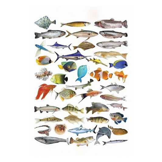 Dreamland Publications Educational Chart for Kids - Fish