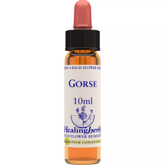 Healing Herbs Gorse