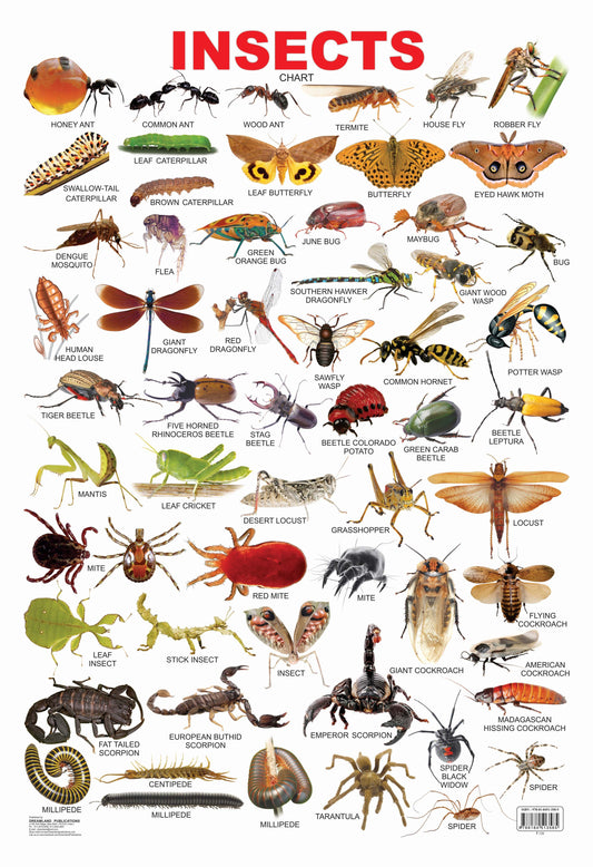 Dreamland Publications Educational Chart for Kids - Insect