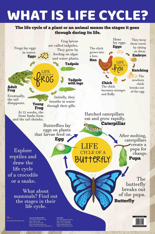 What is Life Cycle : Charts - Om Books