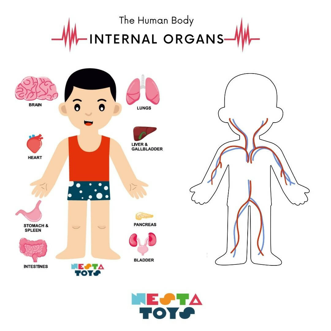 Nesta Toys Human Body | Internal Organs Wooden Puzzle - Grab2buy