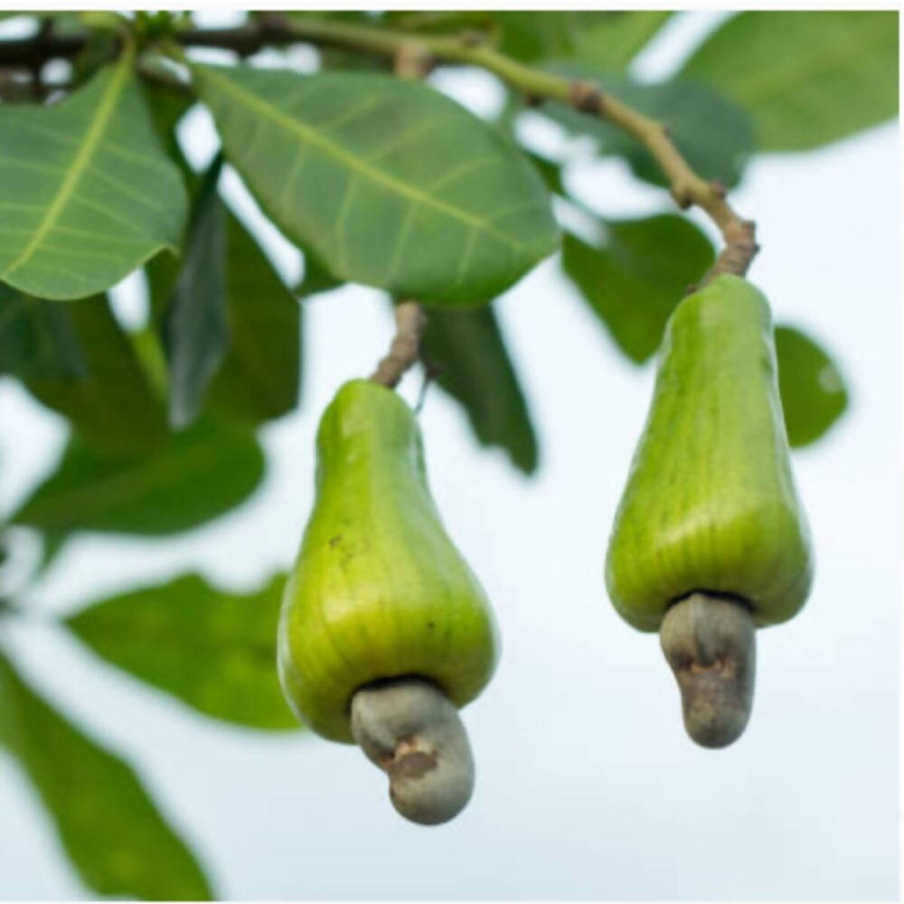 Freshon Organic Cashew - Grab2buy