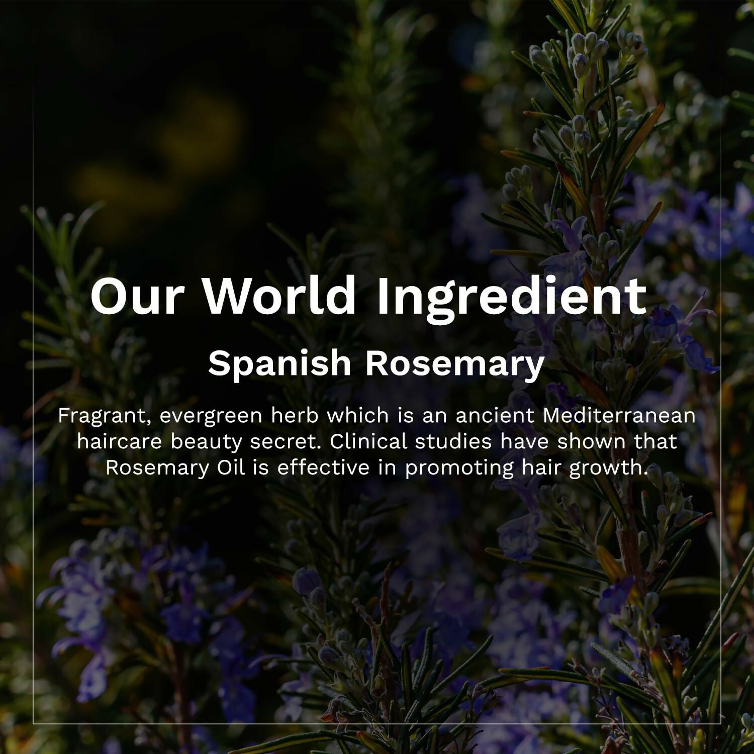 Pilgrim Spanish Rosemary & Biotin Hair Growth Oil To Control Hair Fall & Strengthens Hair - Grab2buy