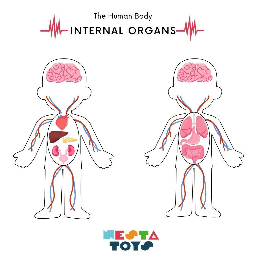 Nesta Toys Human Body | Internal Organs Wooden Puzzle - Grab2buy