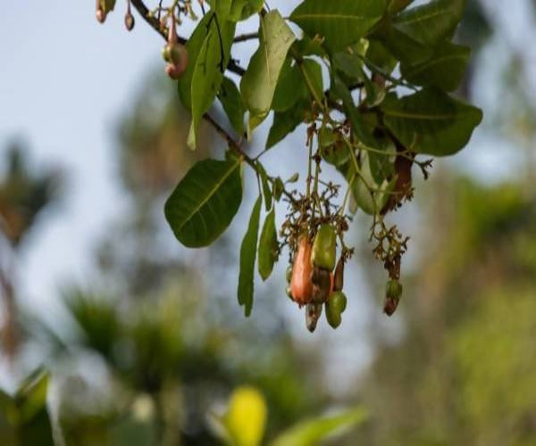 Freshon Organic Cashew - Grab2buy