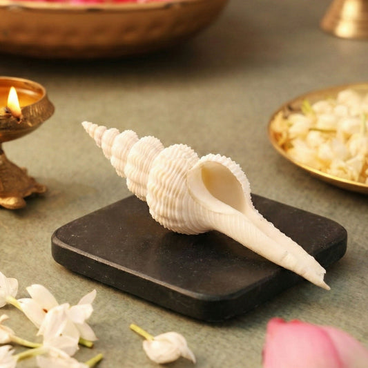 Pujashree Shukra Shankh – Venus Graha Conch For Prosperity & Harmony