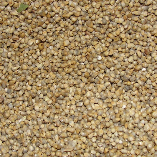 Freshon Pearl Millet - Natural