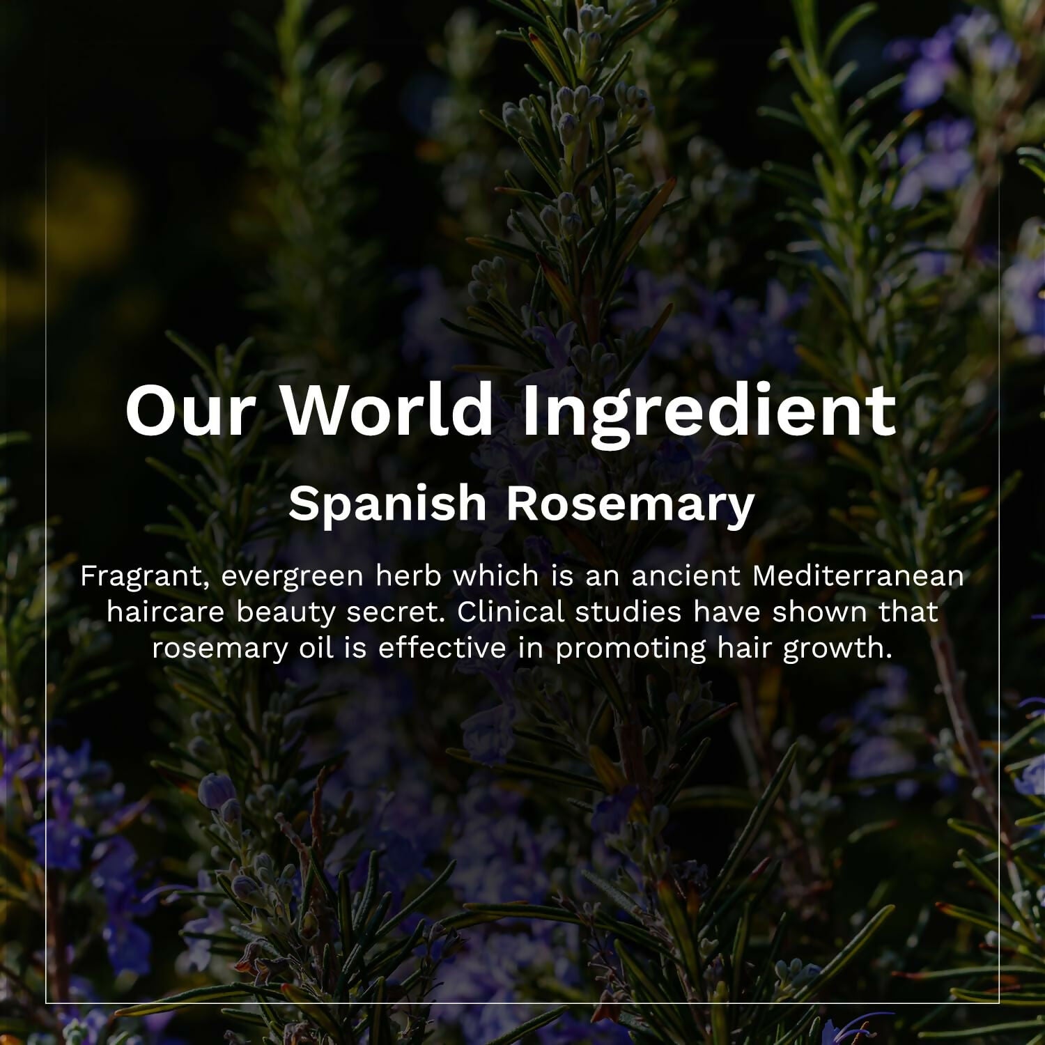 Pilgrim Spanish Rosemary & Biotin Anti Hairfall Shampoo For Reducing Hair Loss & Breakage - Grab2buy