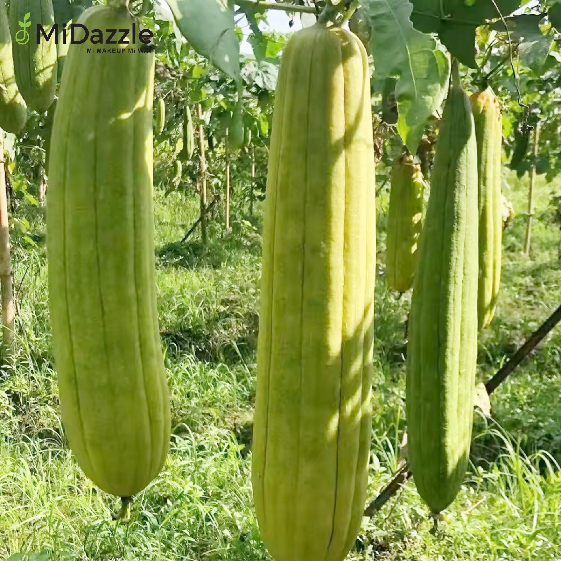 MiDazzle Loofah (Square) MIOL6105