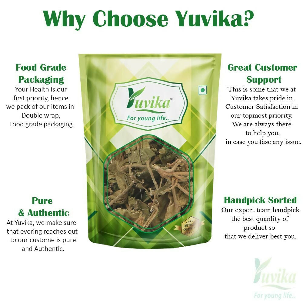 Yuvika Gurmar Leaves - Gudmar Leaves - Gymnema Sylvestre - Periploca Of The Woods 