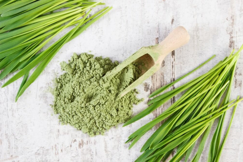 wheat grass powder