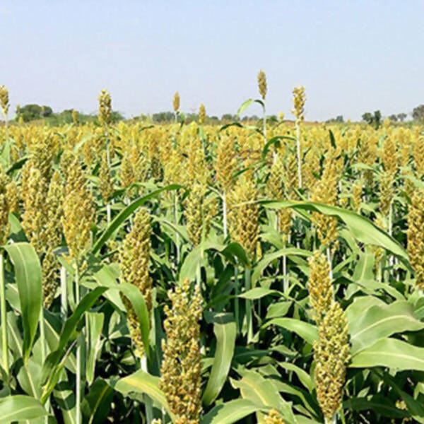 Freshon Jowar Bijapur - Sorghum Millet - Grab2buy