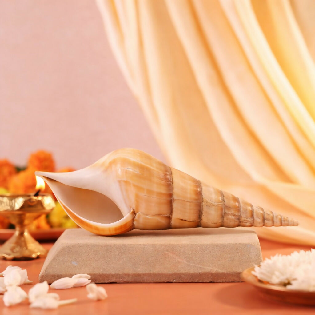 Pujashree Ketu Shankh – Navagraha Conch For Ketu Dosha Remedies & Puja