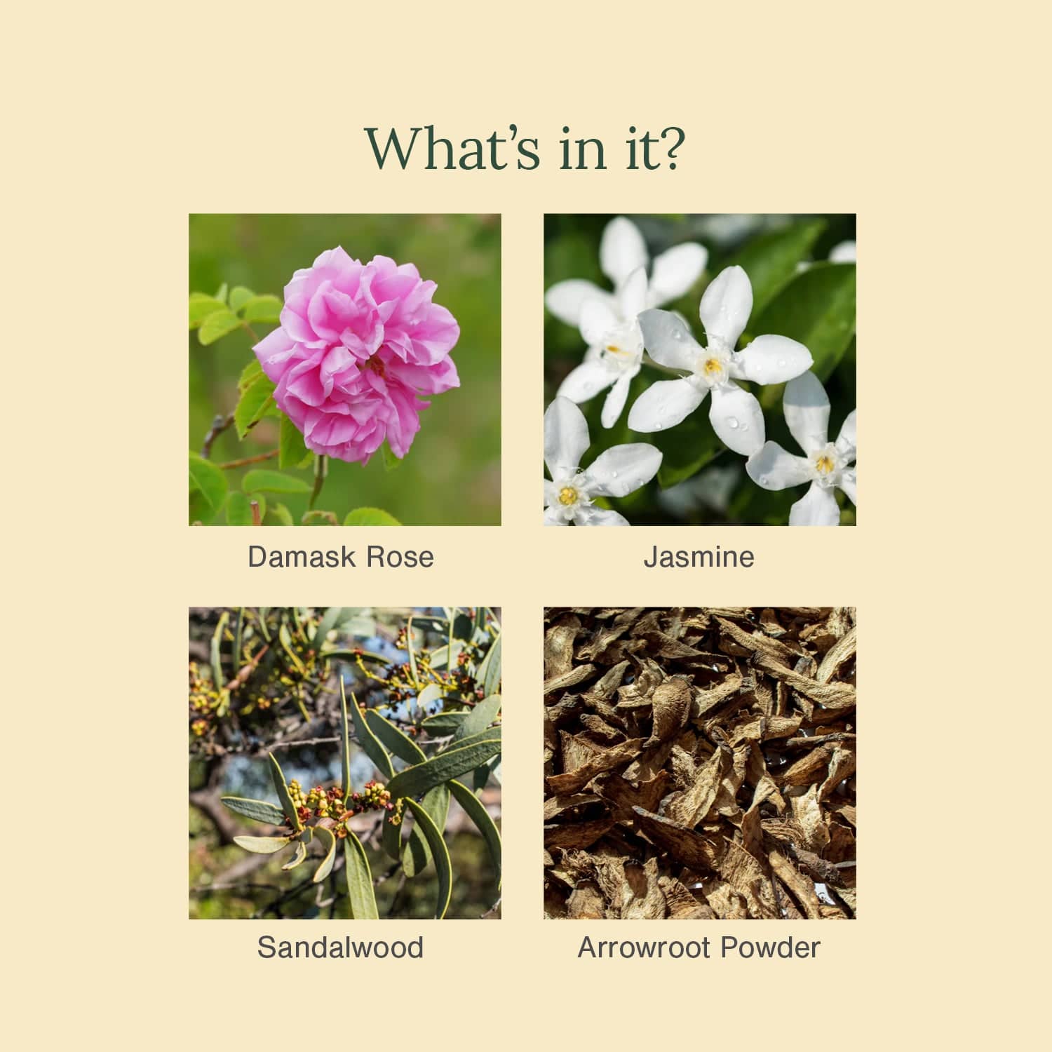 Organic Dusting Powder Fortified Damask Rose + Jasmine 