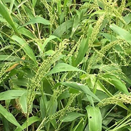 Freshon Browntop Millet