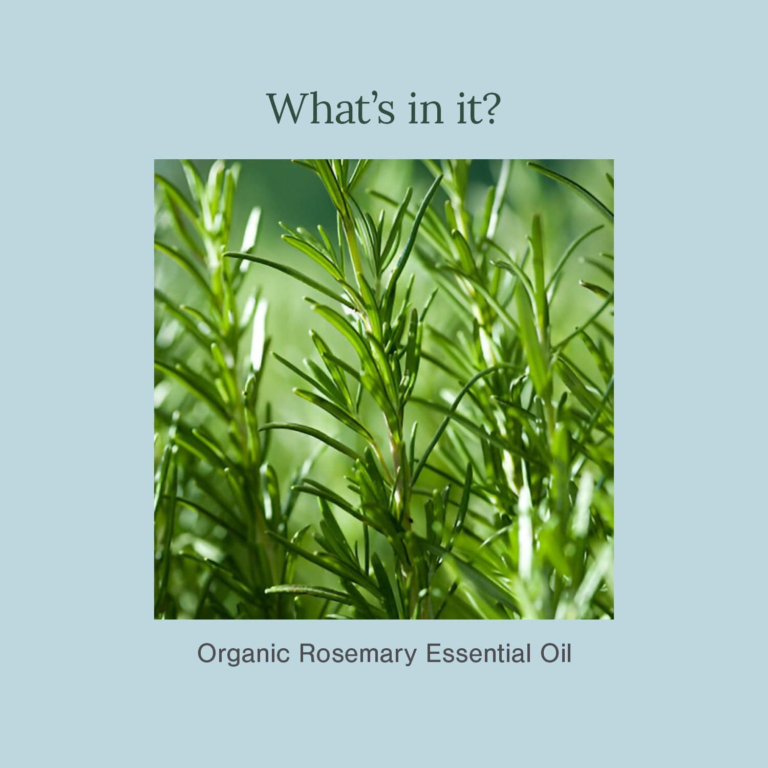 Organic Rosemary Essential Oil | Pure & Certified 