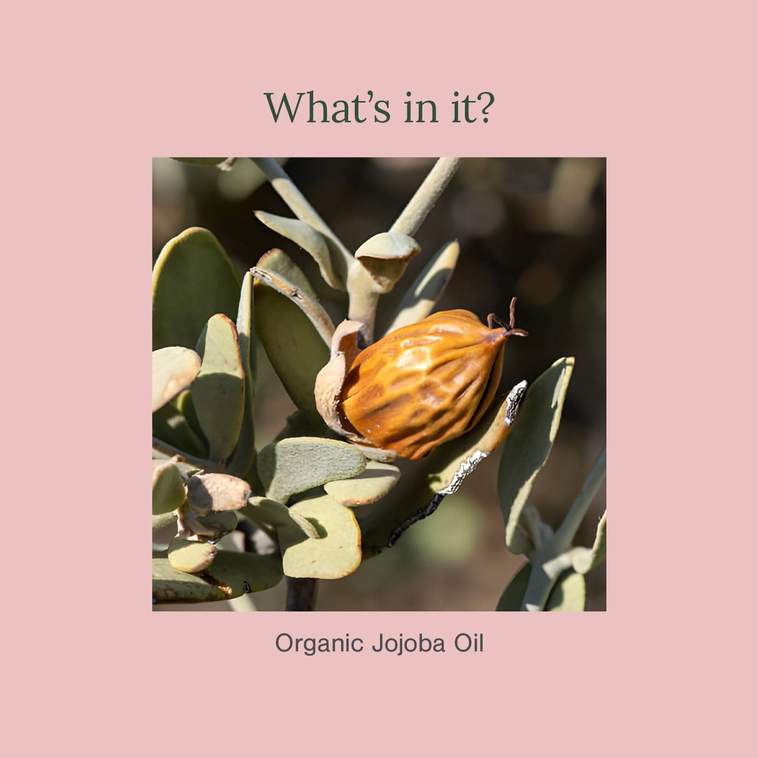 Organic Jojoba Oil 