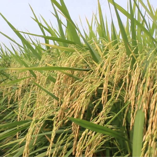 Murmura - Puffed Rice Double Filtered