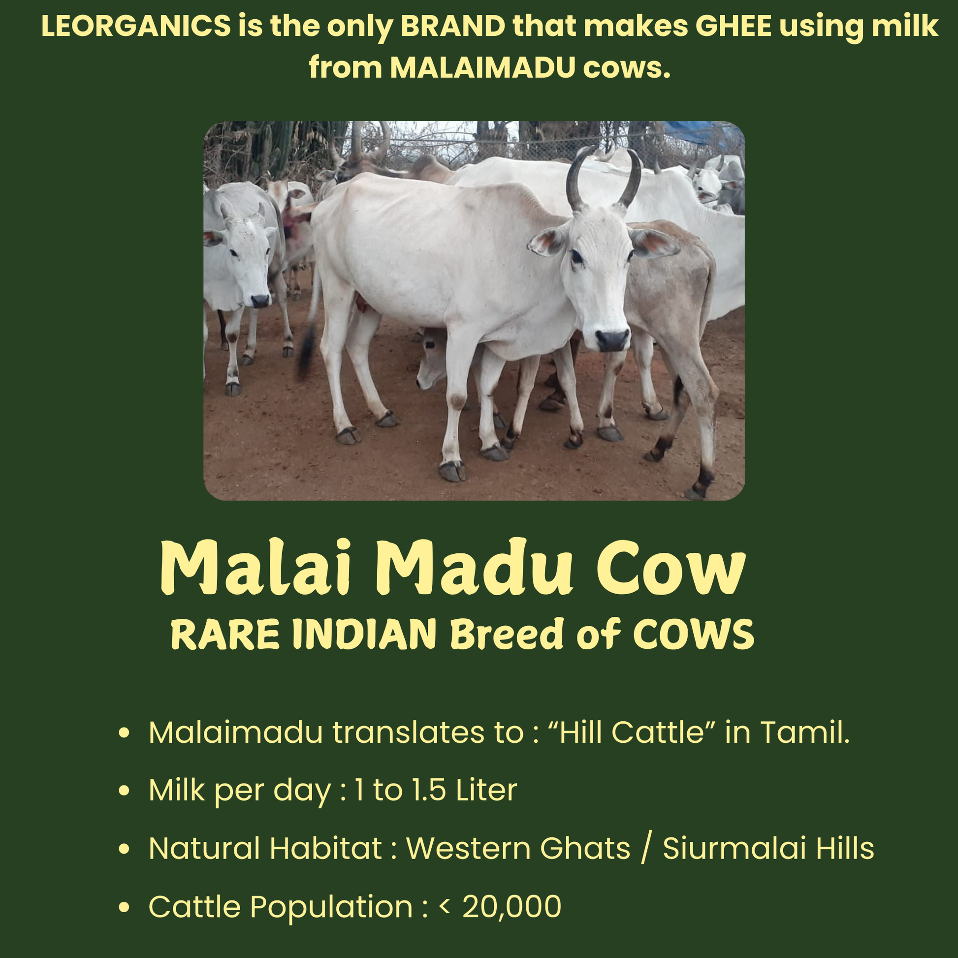 Le Organics A2 Cow Ghee | Cultured Desi Ghee | Homemade & Certified Organic Ghee 