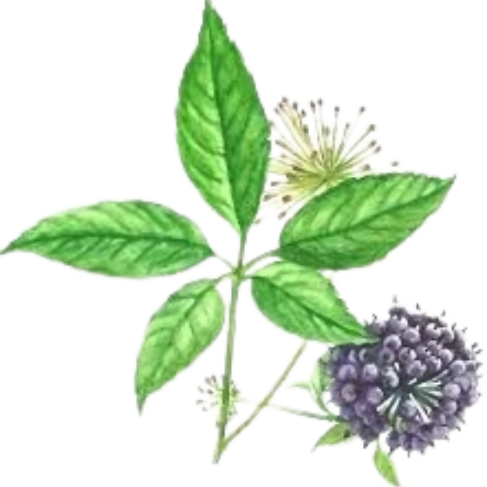 Nxtgen Ayureveda Siberian Ginseng Root Extract 