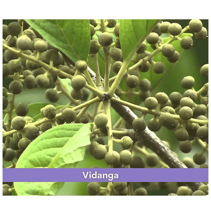 Minature Vidanga Powder 