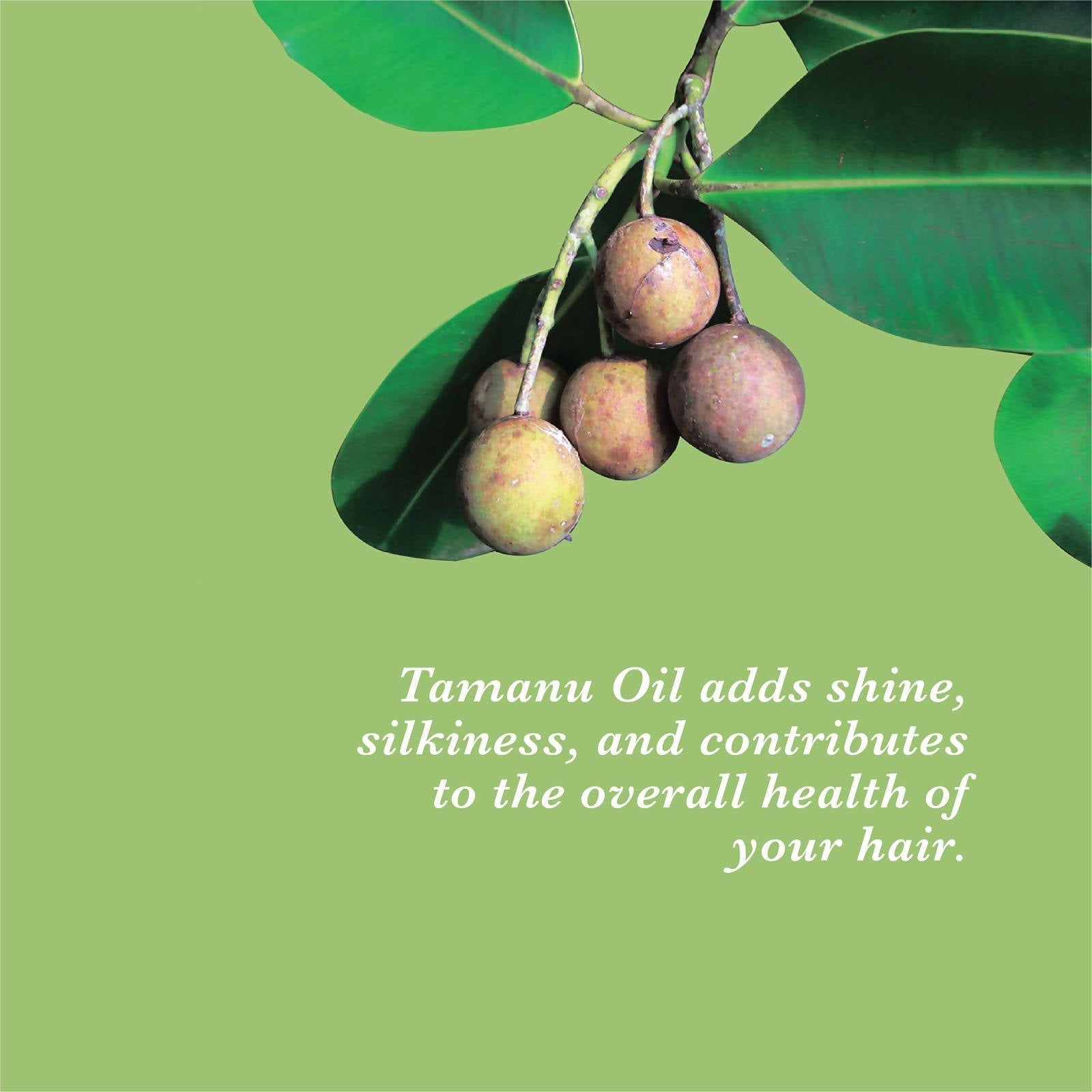 True Frog Everyday Hair Conditioner  Grab2Buy True Frog Grab2Buy