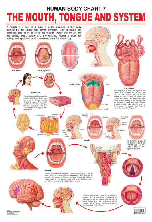 Dreamland Publications Educational Chart for Kids - The Mouth, Tongue & Speech