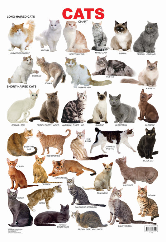 Dreamland Publications Cat Chart : Children Reference Educational Laminated Chart