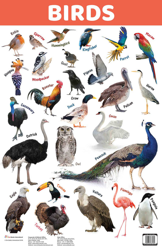 Birds : Charts - Om Books