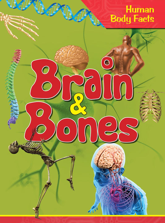 Brain & Bones : Human Body Facts - Om Books