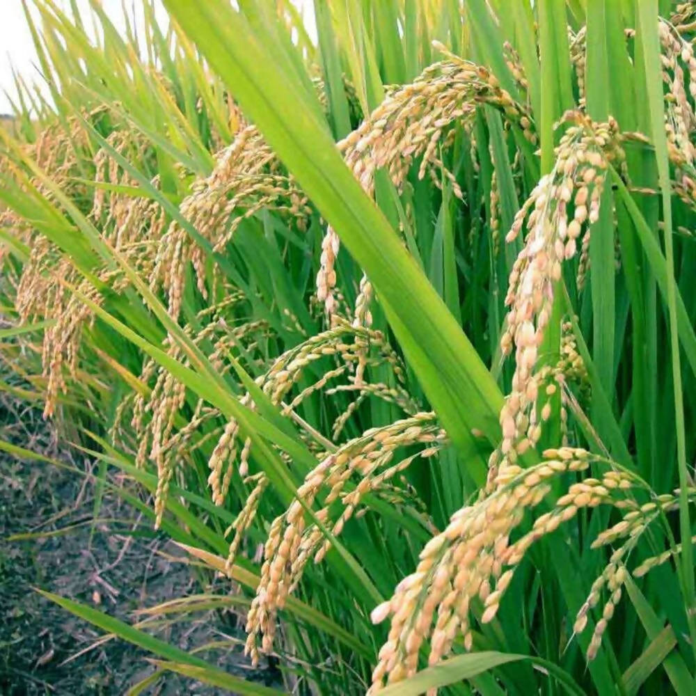 Freshon Poha Thick (Avalakki) Ingredients