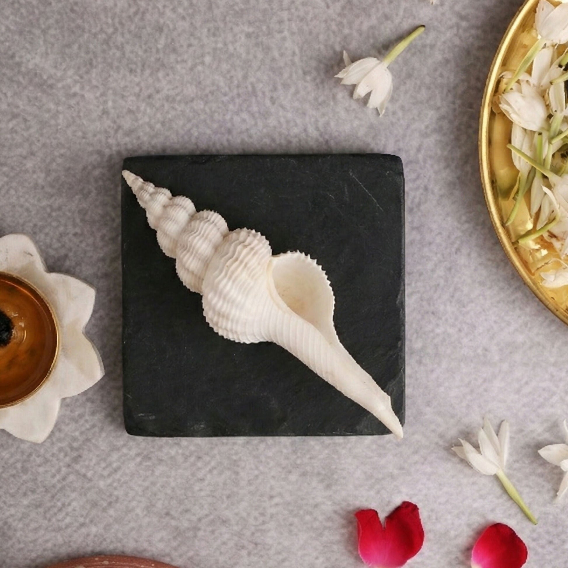 Pujashree Shukra Shankh – Venus Graha Conch For Prosperity & Harmony
