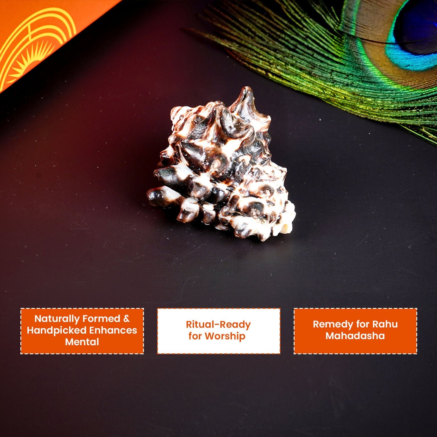 Pujashree Rahu Shankh – Spiritual Conch for Rahu Dosha Relief & Puja