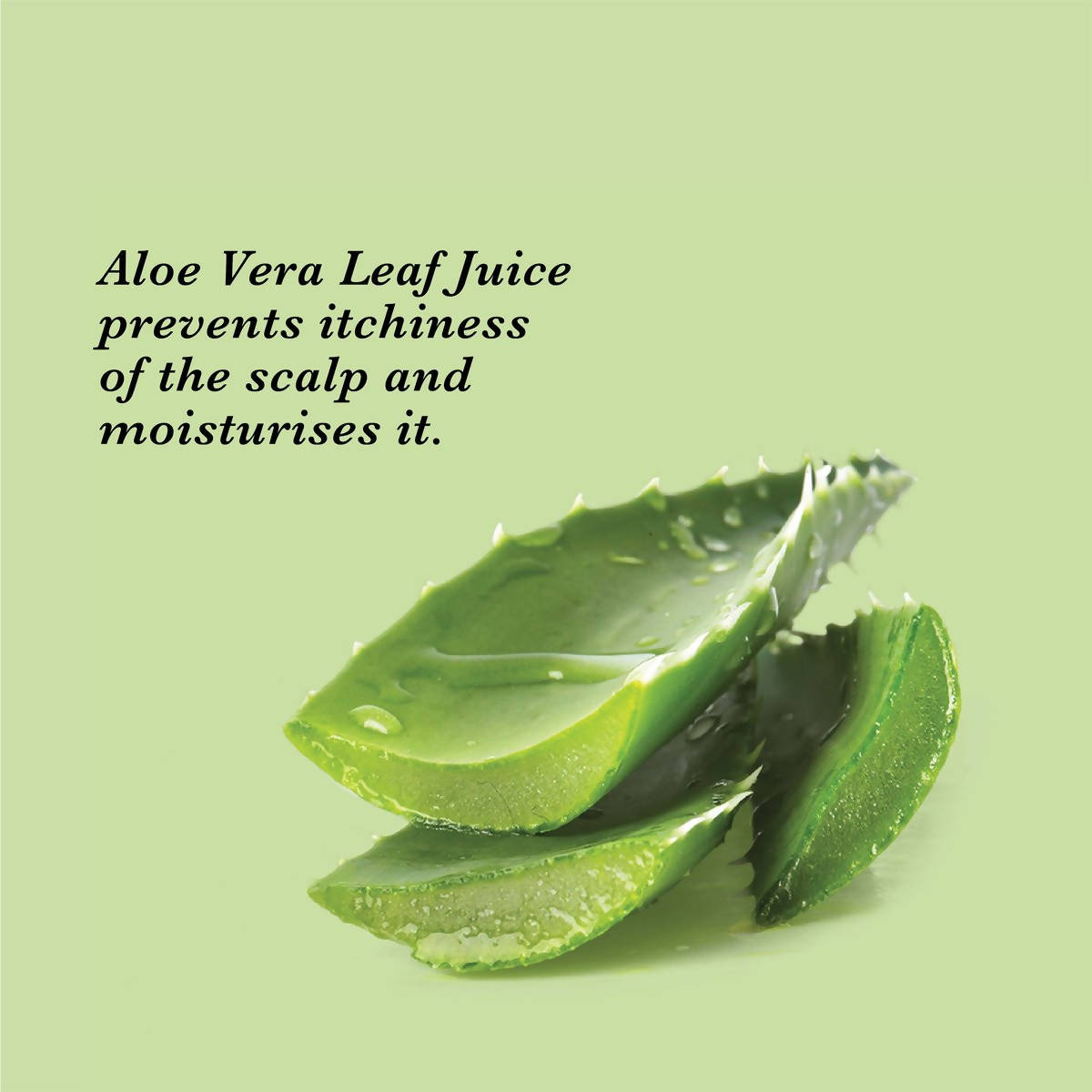 True Frog Anti Dandruff Shampoo  Grab2Buy True Frog Grab2Buy