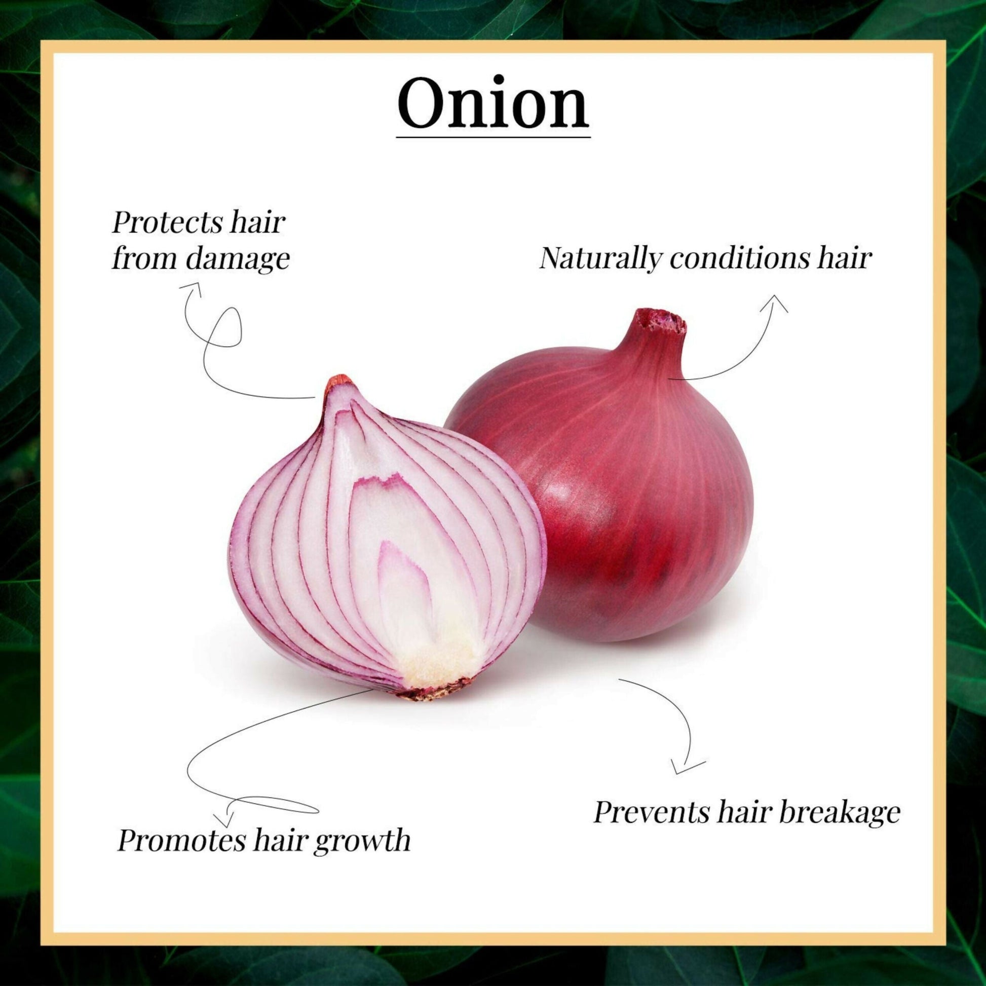 Dravida Organics Red Onion Black Seed Oil Hair Conditioner