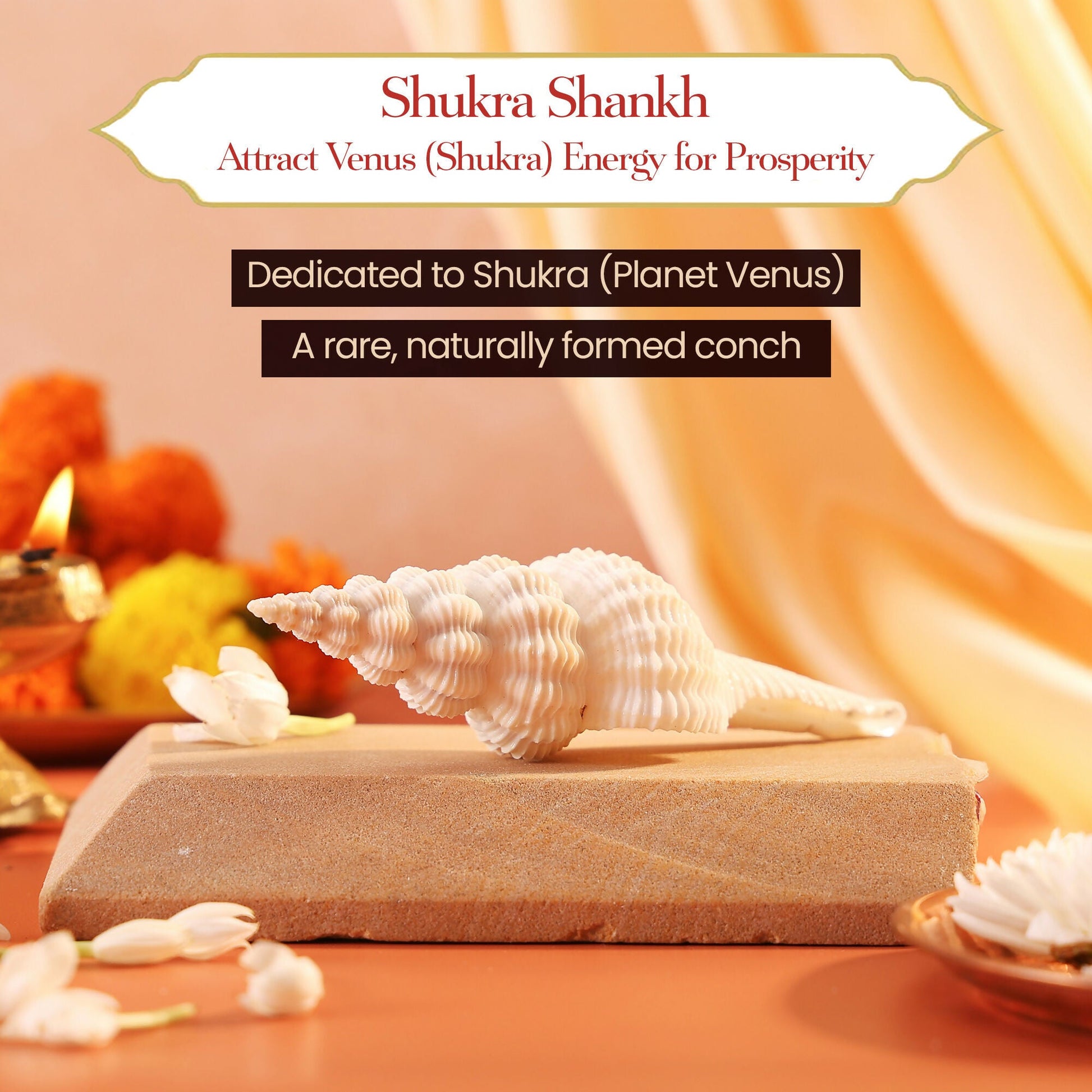 Pujashree Shukra Shankh – Venus Graha Conch For Prosperity & Harmony