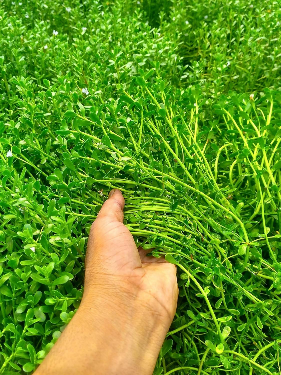 Carmel Organics Bacopa Monnieri Powder 