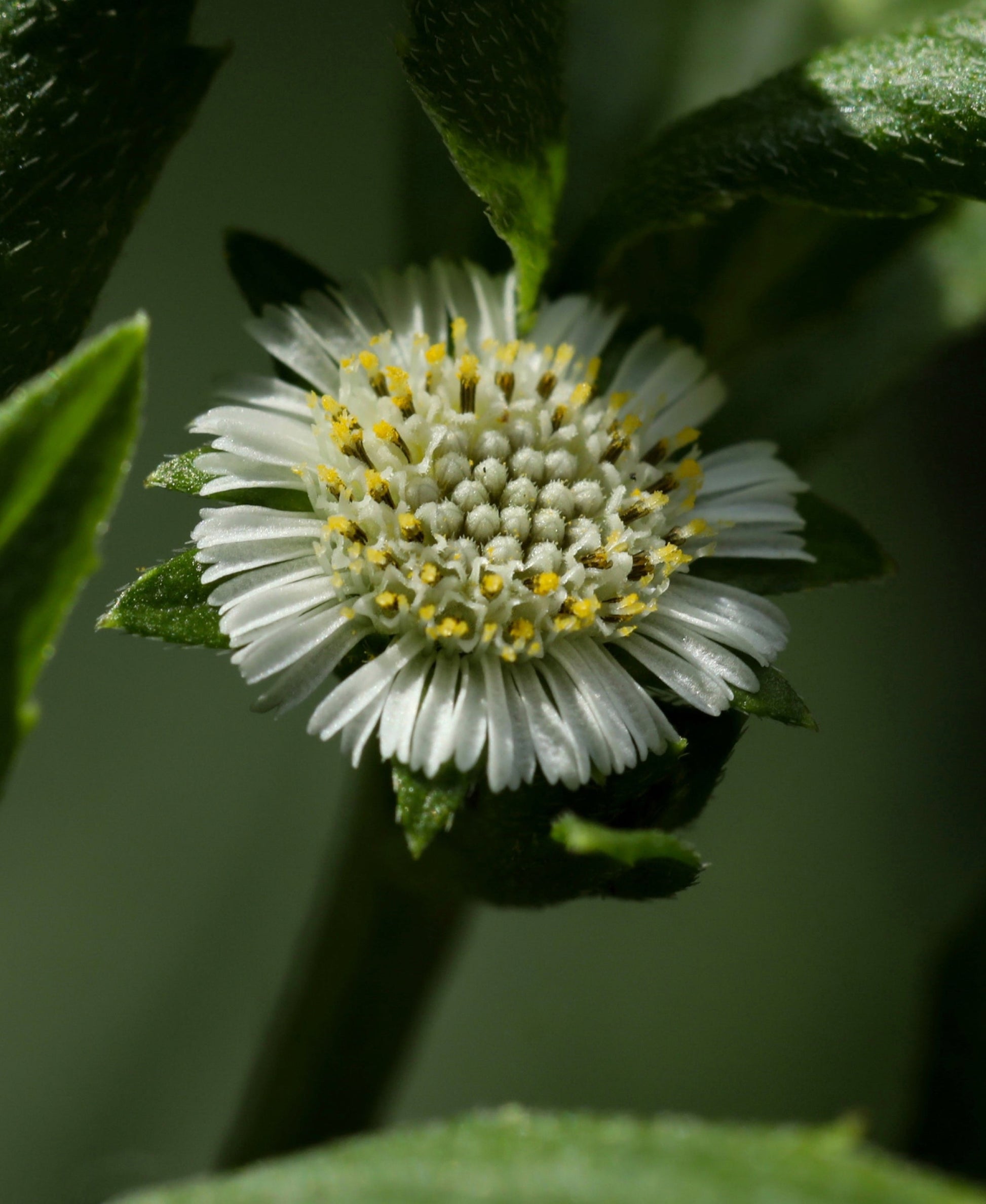 Nurture Hair Oil 