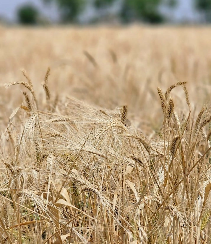 Hetha Khapli Whole Wheat Grains - Certified Organic by ECOCERT 