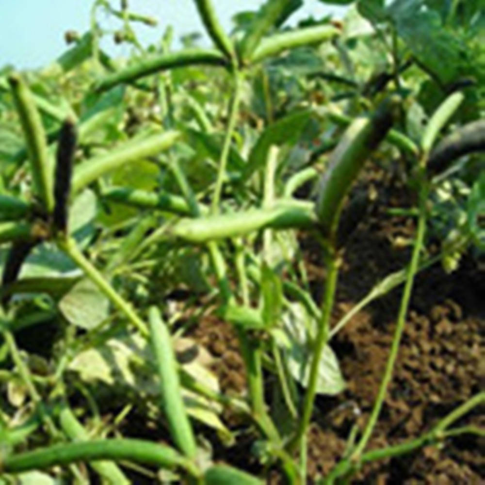 FreshOn Urad Dal Split Premium - Grab2buy
