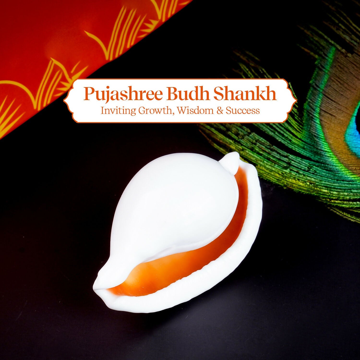 Pujashree Budh Shankh – Sacred Conch For Mercury Planet Blessings & Ritual Use
