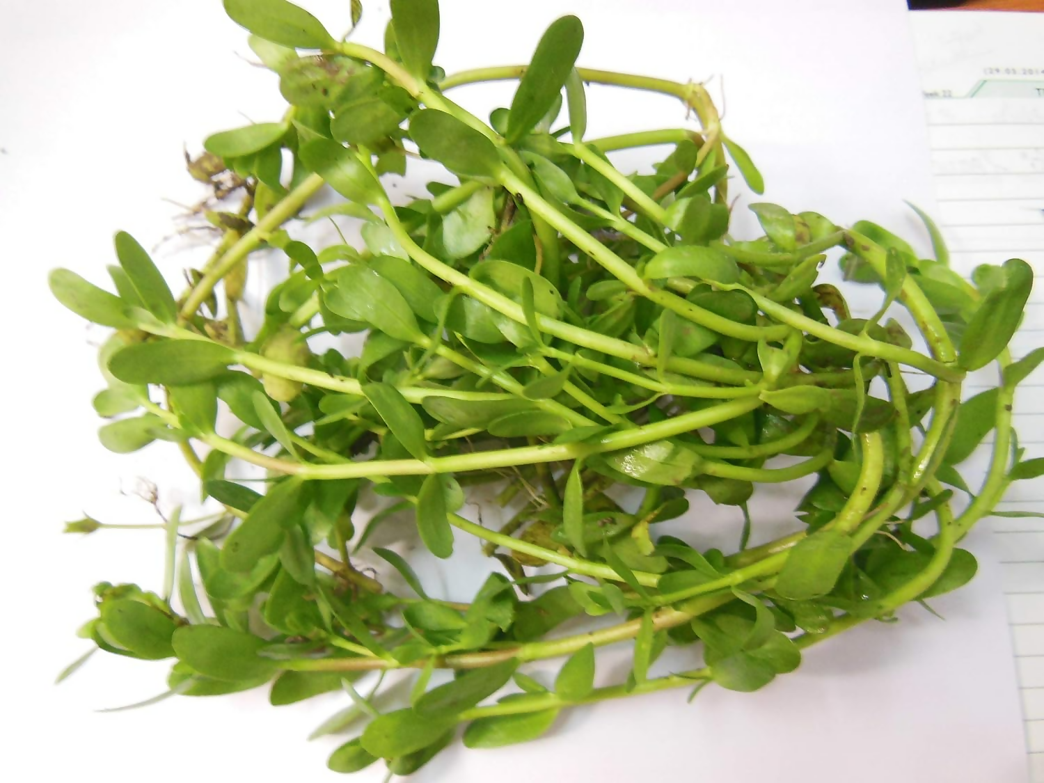 Carmel Organics Bacopa Monnieri Powder 