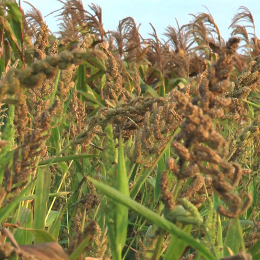 Freshon Barnyard Millet - Organically Grown - Grab2buy