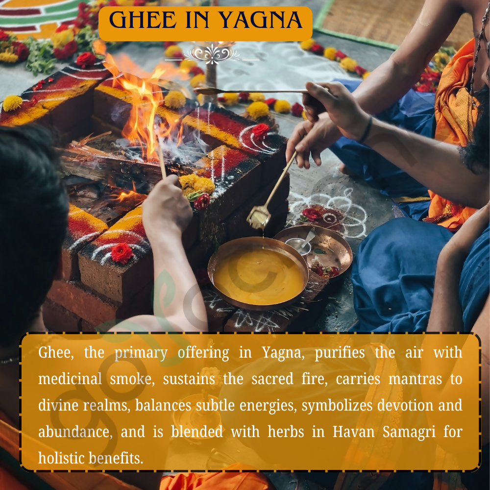 Tatsat Full Moon Day Ghee From Forest Gazing Amruth Mahal A2 Cows | Indian Hallikar Cow Ghee, Pure A2 Ghee, Natural & Healthy, Non-GMO 