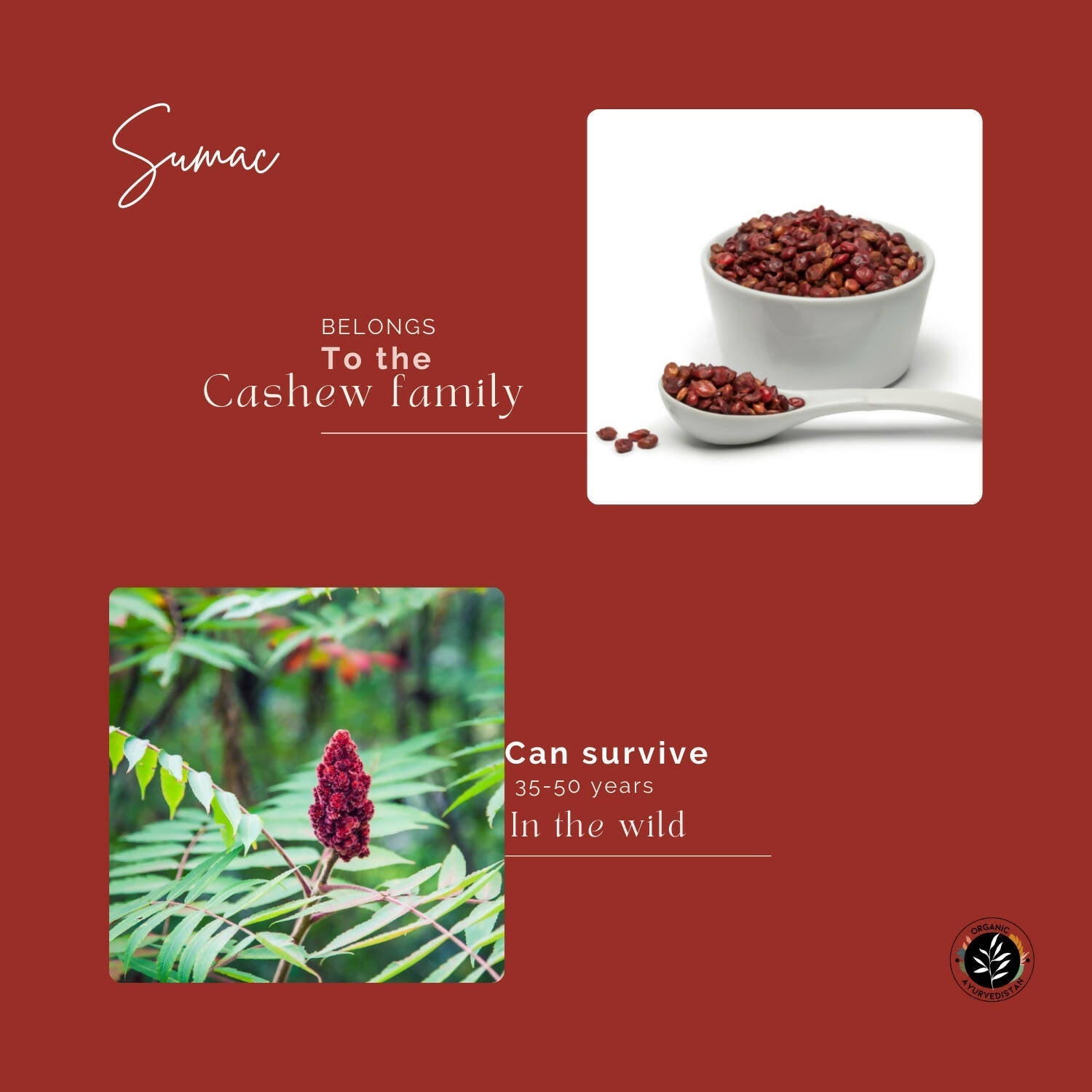 Organic Ayurvedistan Sumac Powder 