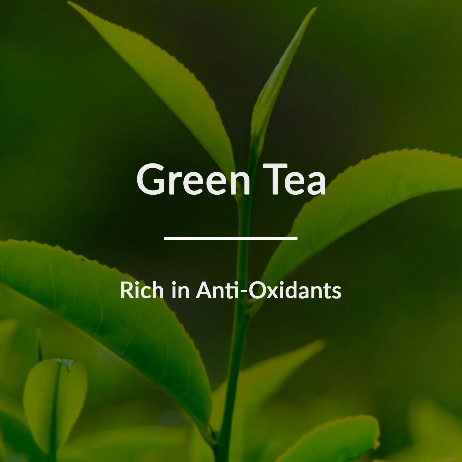 Lotus Botanicals Natural Green Tea HydraDetox Moisture - Replenishing Face Serum | Swadesiicart