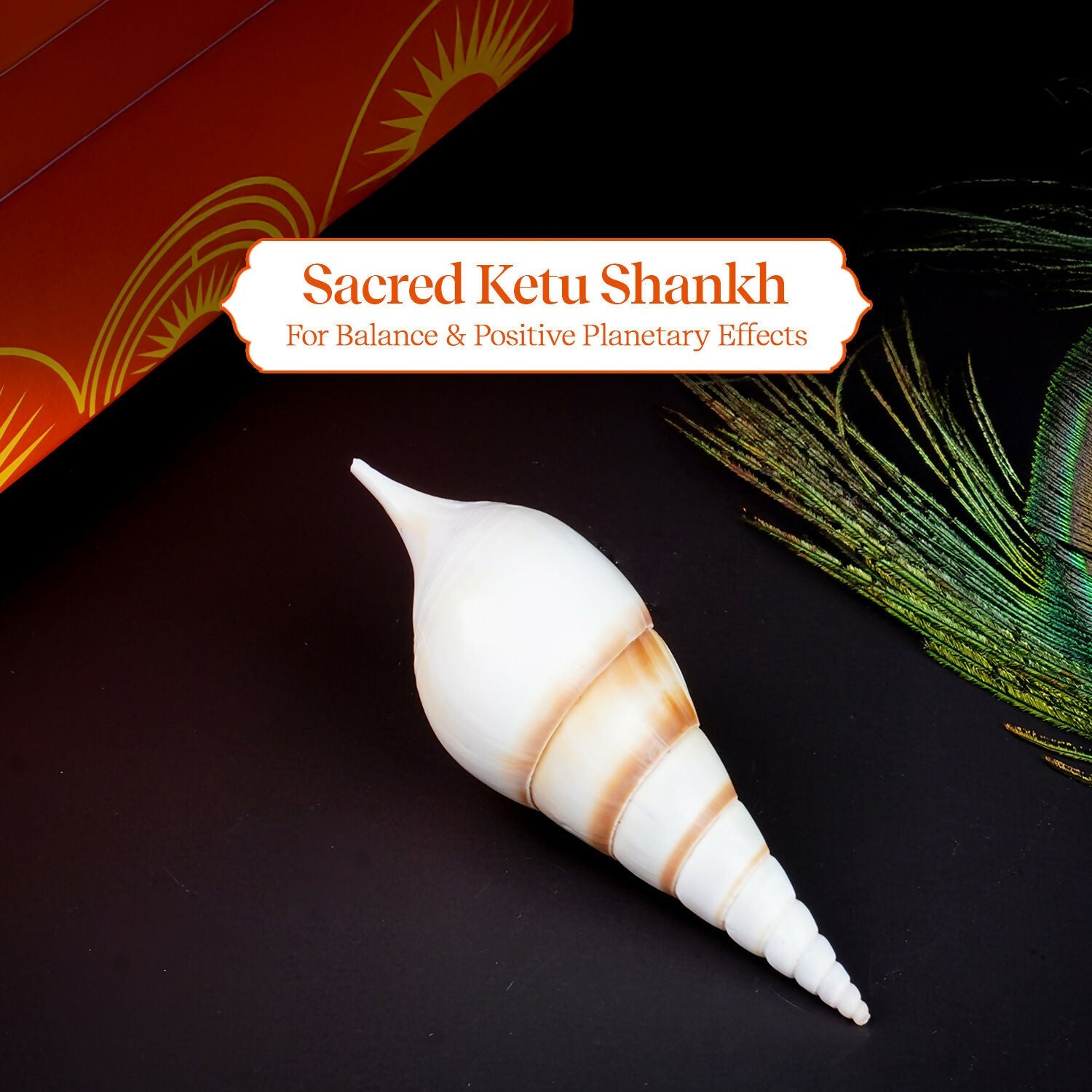 Pujashree Ketu Shankh – Navagraha Conch For Ketu Dosha Remedies & Puja