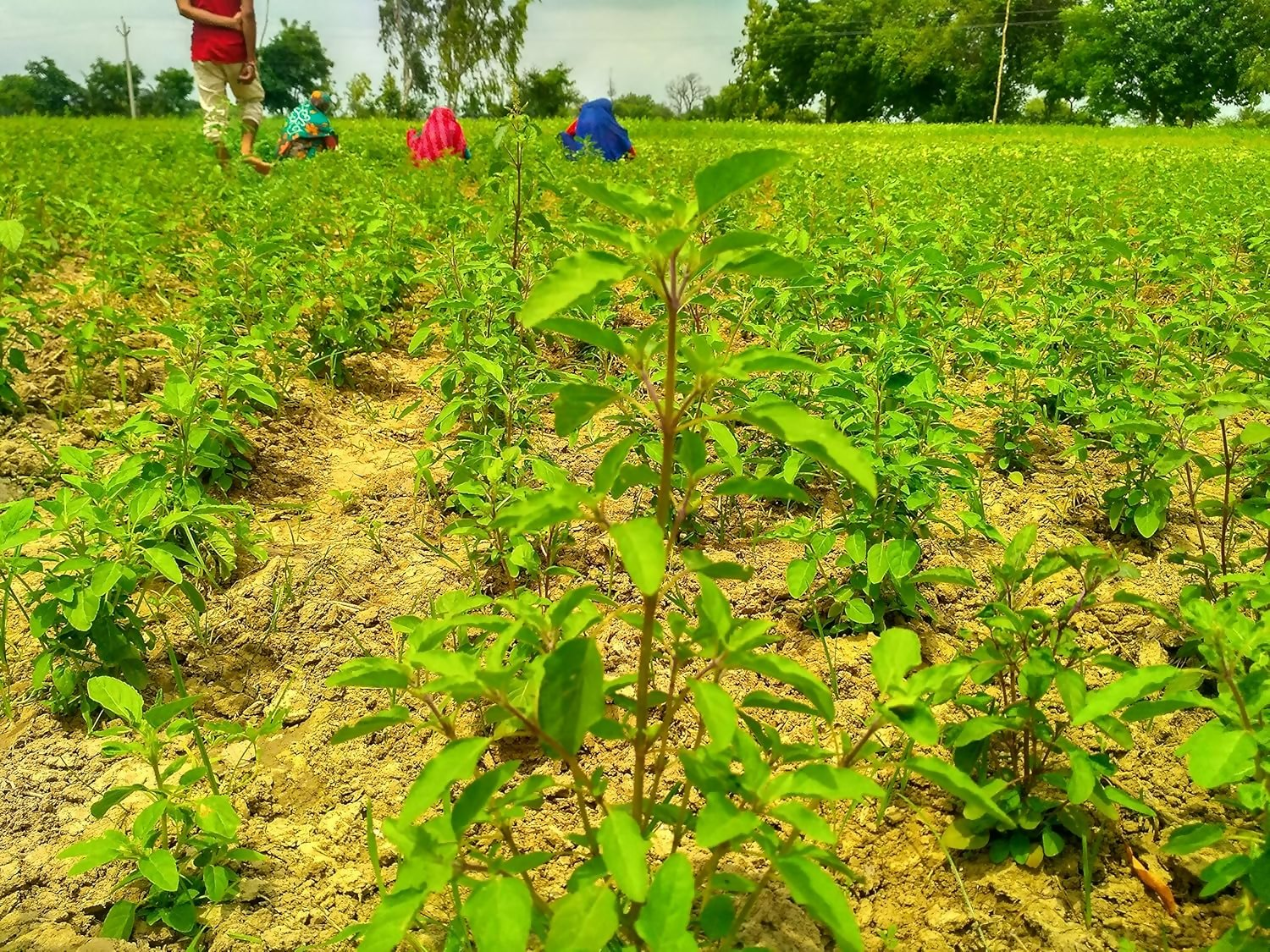 Carmel Organics Tulsi Leaves Powder 
