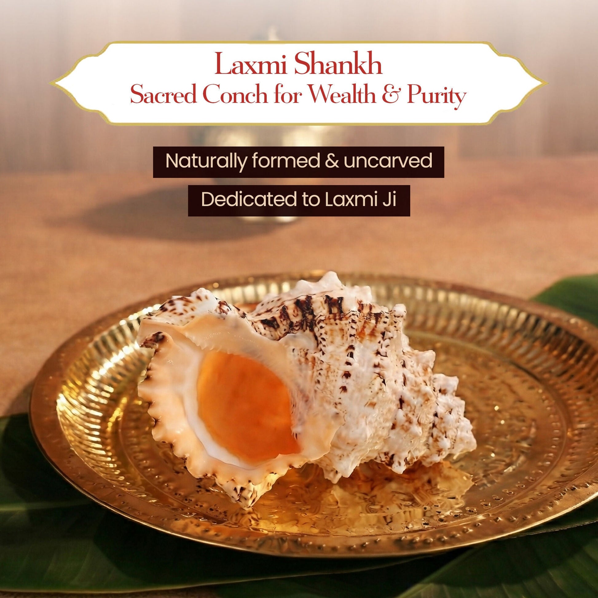 Pujashree Laxmi Shankh – Divine Conch