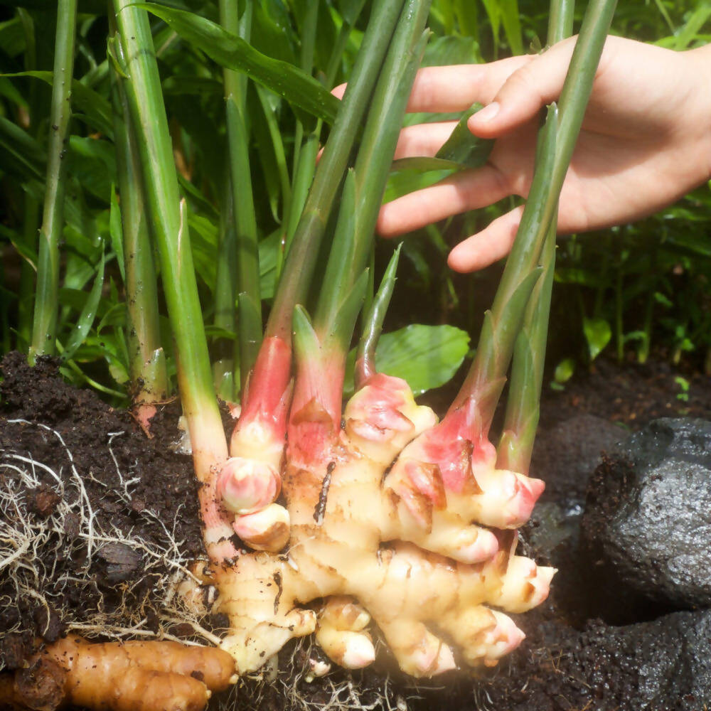 Freshon Dry Ginger Powder - Grab2buy